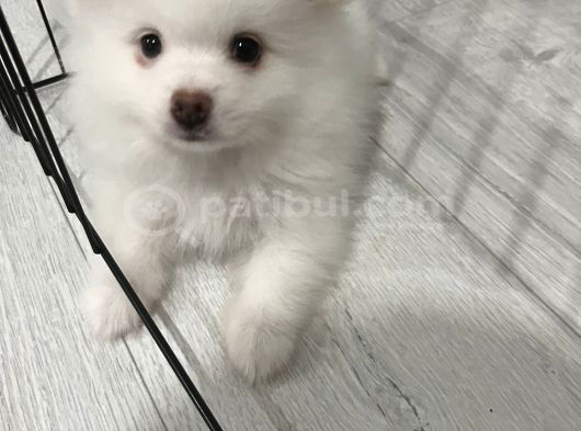 Sahibinfen Pomerian Boo görsel