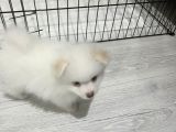 Sahibinfen Pomerian Boo