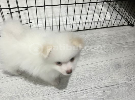 Sahibinfen Pomerian Boo görsel