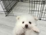Sahibinfen Pomerian Boo