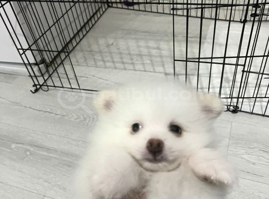 Sahibinfen Pomerian Boo görsel