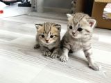 Minik Patilerrr