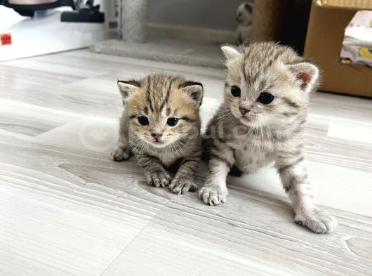 Minik Patilerrr görsel