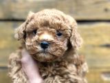 Mini Maltipoo Yavruları