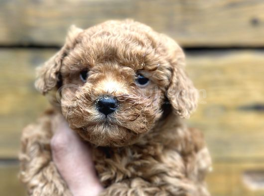 Mini Maltipoo Yavruları görsel