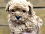Mini Maltipoo Yavruları