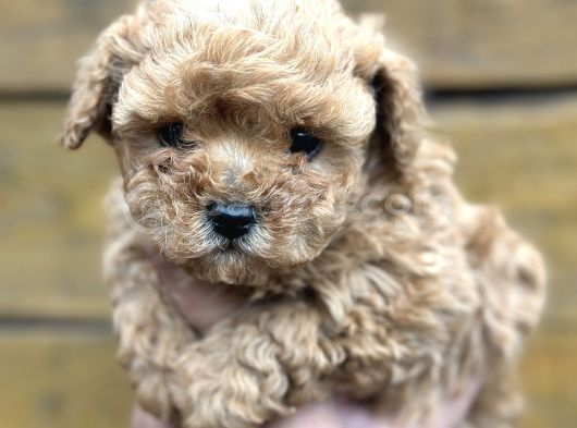 Mini Maltipoo Yavruları görsel