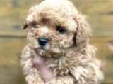 Mini Maltipoo Yavruları