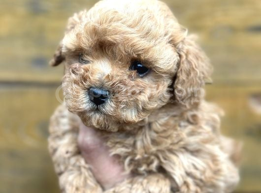 Mini Maltipoo Yavruları görsel
