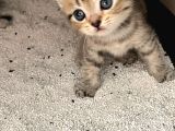 Minik Patilerrr