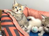 Minik Patilerrr