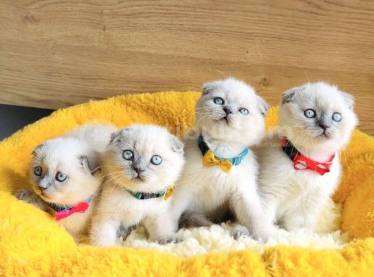Ayı Suratlı Maviş Bluepoınt Ve Silver Scotısh Bebeklerim görsel