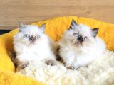 Bu Kalite Hiç Biryerde Yok Maviş British Longhair Bebekleirm