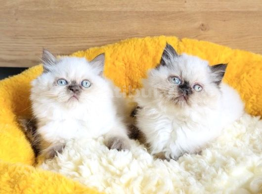 Bu Kalite Hiç Biryerde Yok Maviş British Longhair Bebekleirm görsel