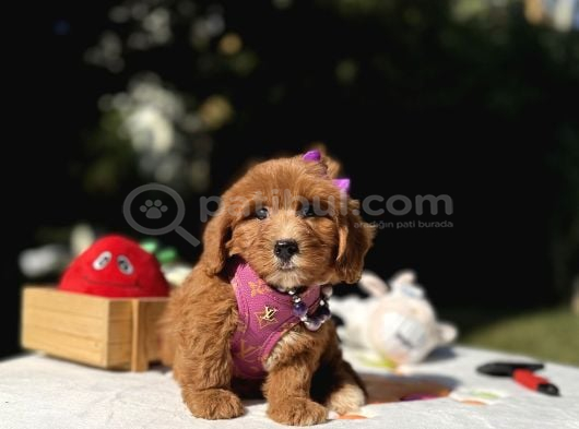 Maltipoo Mini Sevimli Bebeklerr görsel