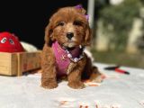 Maltipoo Mini Sevimli Bebeklerr