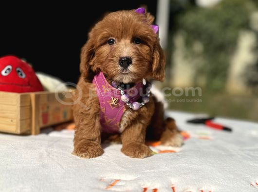 Maltipoo Mini Sevimli Bebeklerr görsel