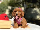 Maltipoo Mini Sevimli Bebeklerr