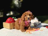 Maltipoo Mini Sevimli Bebeklerr