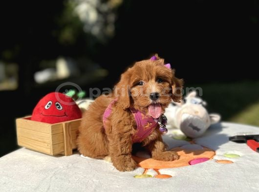 Maltipoo Mini Sevimli Bebeklerr görsel