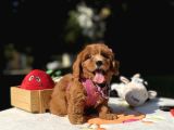 Maltipoo Mini Sevimli Bebeklerr