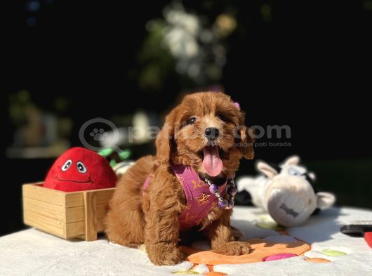 Maltipoo Mini Sevimli Bebeklerr görsel