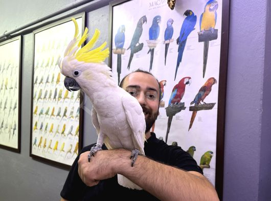 EĞİTİMLİ DEV BOY TRİTON SÜLFÜR KAKADU PAPAĞANIMIZ