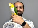 Maskot Dans Eden Evcil Oyuncu Caique Papağanı