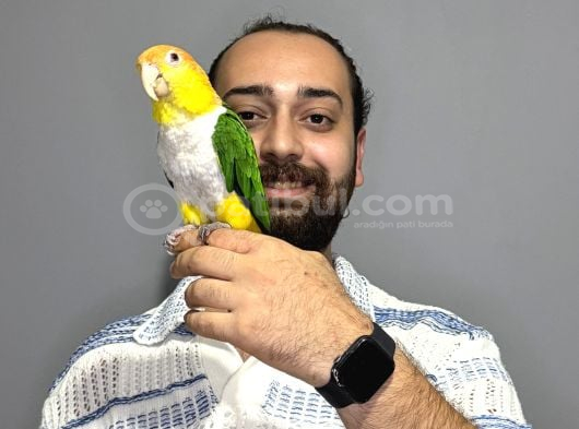 Maskot Dans Eden Evcil Oyuncu Caique Papağanı görsel