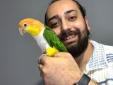 Maskot Dans Eden Evcil Oyuncu Caique Papağanı