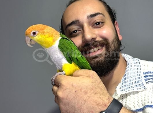 Maskot Dans eden Evcil oyuncu Caique papağanı