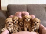 Eşsiz Güzellikte Maltipoo Bebekler