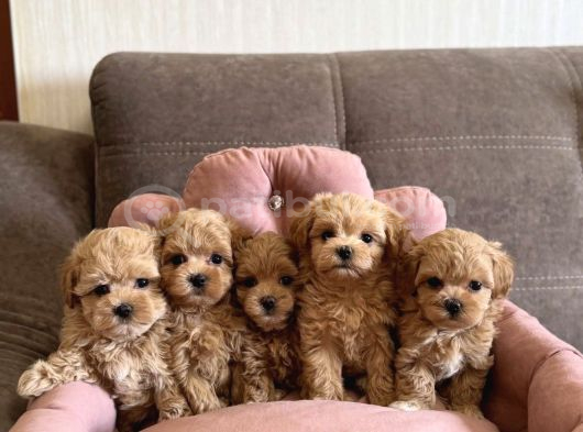 Eşsiz Güzellikte Maltipoo Bebekler görsel