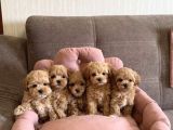 Eşsiz Güzellikte Maltipoo Bebekler