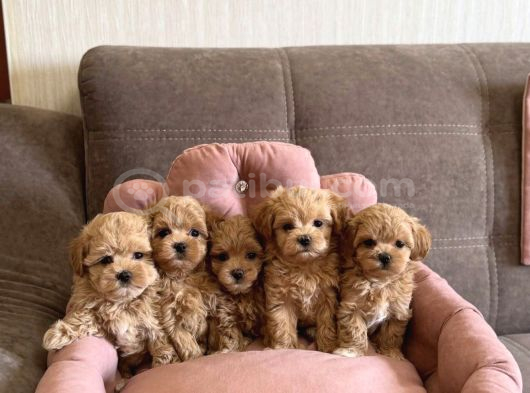 Eşsiz Güzellikte Maltipoo Bebekler görsel