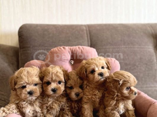 Eşsiz Güzellikte Maltipoo Bebekler