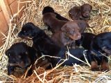 Üst Sevi̇ye Doberman Yavrulari