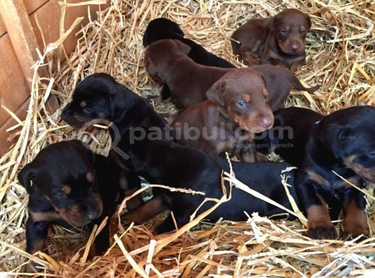 Üst Sevi̇ye Doberman Yavrulari görsel