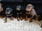 Üst Sevi̇ye Doberman Yavrulari