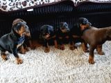 Üst Sevi̇ye Doberman Yavrulari