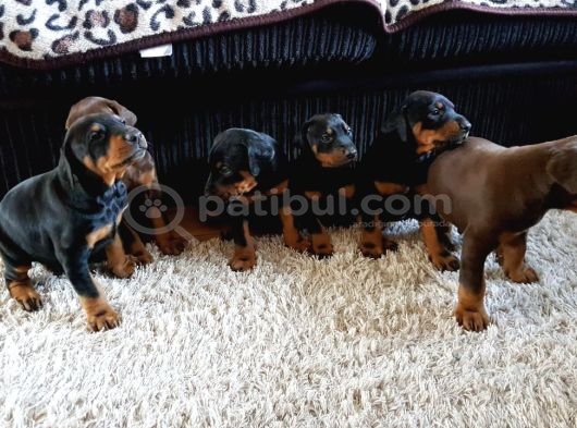 Üst Sevi̇ye Doberman Yavrulari görsel