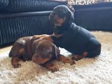 Üst Sevi̇ye Doberman Yavrulari