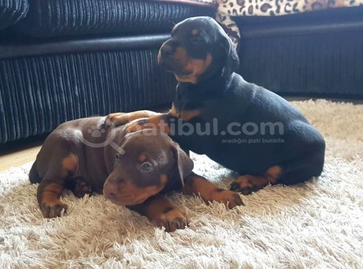 Üst Sevi̇ye Doberman Yavrulari görsel
