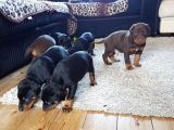 Üst Sevi̇ye Doberman Yavrulari
