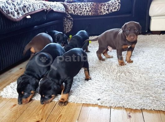 Üst Sevi̇ye Doberman Yavrulari görsel