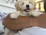 5aylık erkek maltipoo Mersin