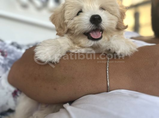 5aylık erkek maltipoo Mersin