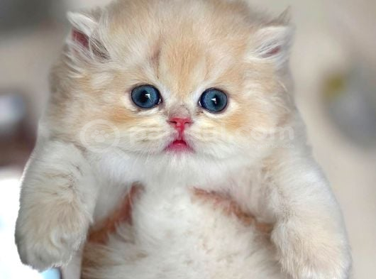 Özel Tüyleriyle Ay Golden British Shorthair görsel