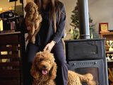 Aşılı Ve Sağlıklı Labradoodle Yavruları