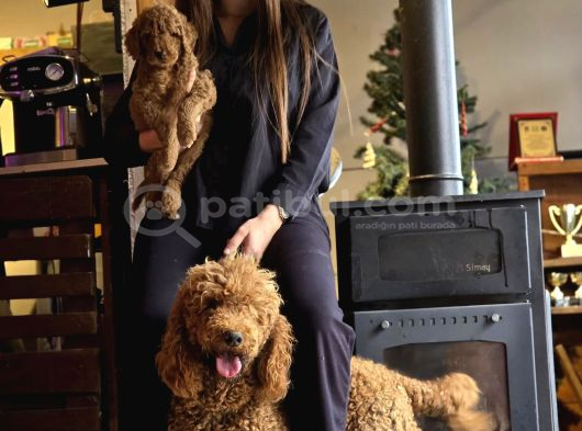 Aşılı Ve Sağlıklı Labradoodle Yavruları görsel